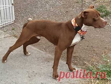 pitbull terrier for sale - Поиск в Google