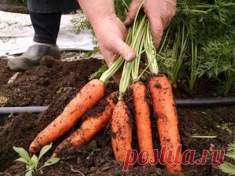 Агроном рассказал, как все-таки нужно обрезать Морковь, чтобы она не гнила при Хранении | 6 соток