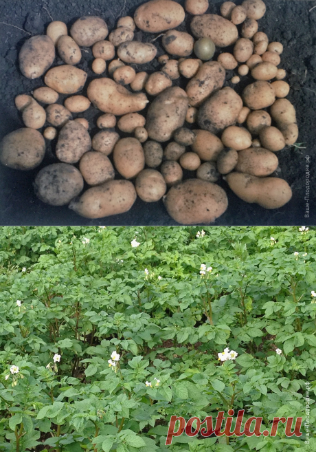 Ускоренное размножение картофеля — Ваше Плодородие