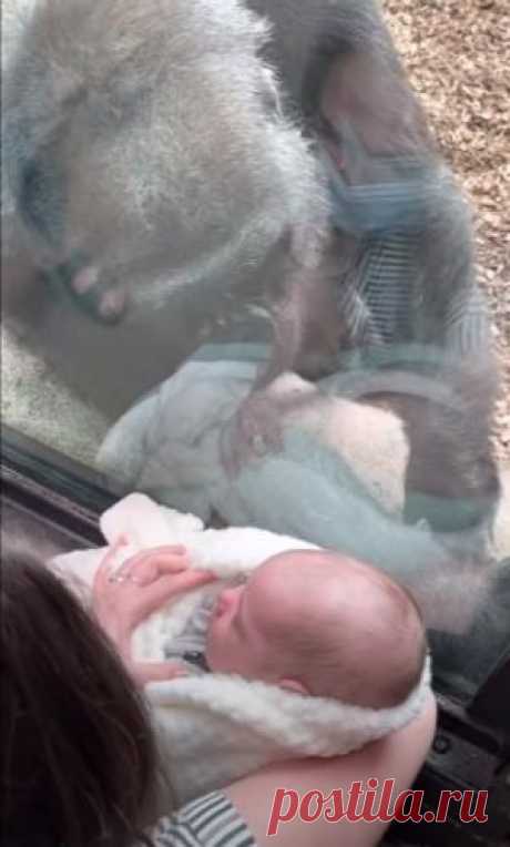 Мама показала горилле своего младенца и не верит глазам.