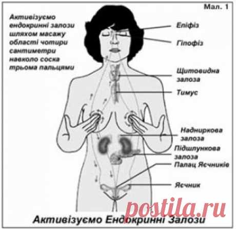 Упражнение для гормональной системы Владимир Пецюх - преподаватель курсов энергетического массажа внутренних органов и инструктор системы «Универсальное исцеляющее Дао», преподаватель Академии целостного мировоззрения, биоэнергоинформот…