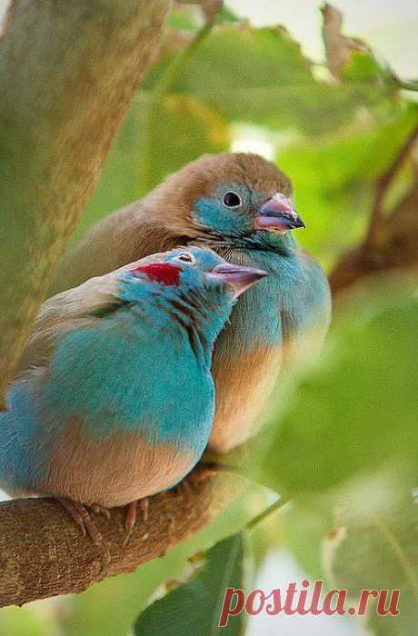 Cute Inlove Birds