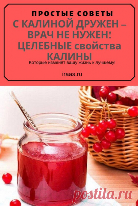 Калина – яркое и красивое в любое время года дерево. Особенно во время цветения, покрытое белой фатой из цветков, и в конце лета, когда ярко-красные ягоды оттеняют ещё сочную изумрудную листву. Но помимо украшения ягоды калины служат в кулинарных и лечебных целях.