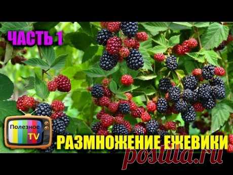 ЕЖЕВИКА РАЗМНОЖЕНИЕ САМЫЙ ЛЕГКИЙ И 100% СПОСОБ ЧАСТЬ 1