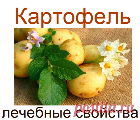 Картофель, лекарственные свойства | Советы целительницы