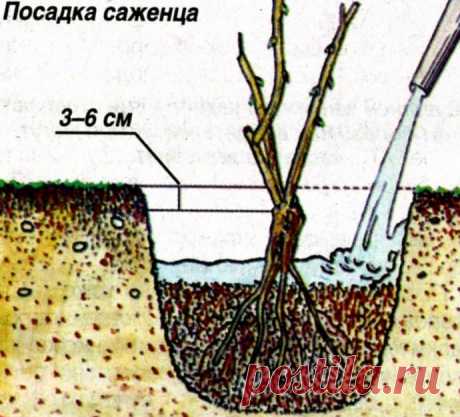 Бордюрные розы: описание, сорта, посадка и уход, размножение, обрезка, названия и фото, в ландшафтном дизайне