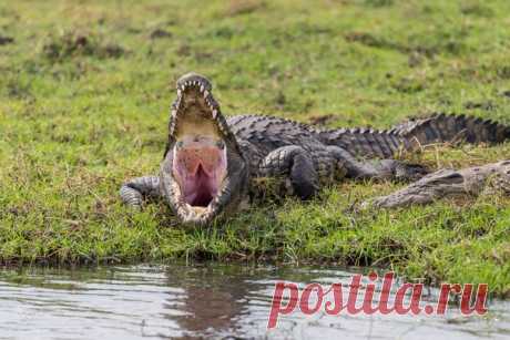Добро пожаловать в Ботсвану! Снимок загрузила Татьяна – nat-geo.ru/photo/user/351815. «Огромные крокодилы, будто призраки динозавров из доисторических времен, охраняют берега или неожиданно появляются из воды», – пишет фотограф.