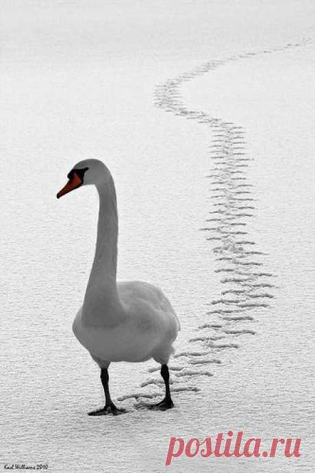 mute swan | Amanda Howse приколол(а) это к доске Animalia