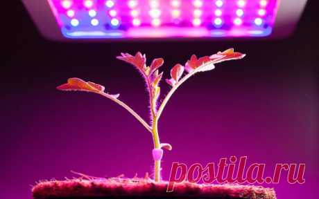 ТОП-10 Лучших Фитоламп для Рассады | Рейтинг +Отзывы Лучшие фитолампы: 10 лучших моделей на светодиодах для выращивания рассады и комнатных растений. Выбираем какая лучше ? Достоинства и недостатки 2019