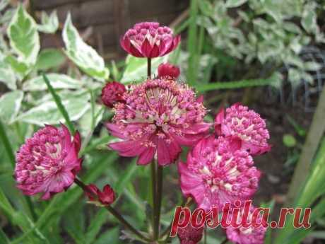 Астранция крупная (Astrantia major) - Садоводка