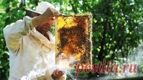Пчелиный мед - лучшее средство для лечения воспаления верхних дыхательных путей | Здоровье