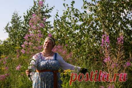 Если пройти вдоль высокого берега реки Ветлуга, то можно увидеть яркие розовые соцветия. Так цветет Иван-чай, он же говоря по-научному, кипрей узколистный, он же по старинке копорский чай.