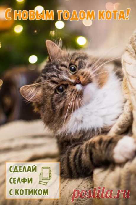 Картинки на кошачий Новый год: прикольные поздравления в открытках на 2 января 2024