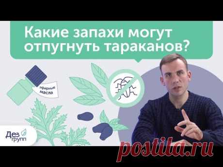 Какие запахи отпугивают тараканов? Что не любят тараканы? | Эфирные масла, травы, народные методы