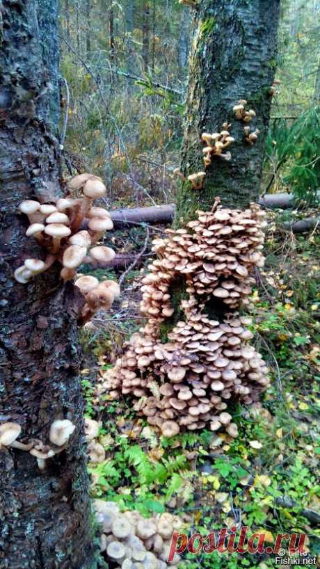 Съедобные грибы: наглядные подсказки для начинающих грибников