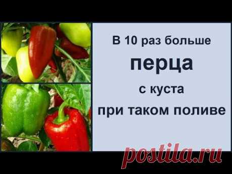 ПЕРЕЦ СЛАДКИЙ БОЛГАРСКИЙ - В 10 РАЗ БОЛЬШЕ ПЕРЦА С КУСТА ПРИ ТАКОМ ВЫРАЩИВАНИИ