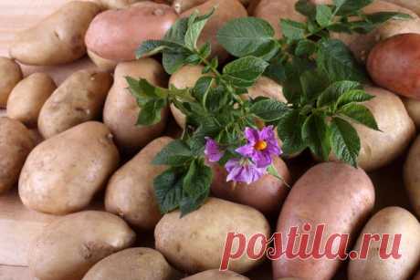 Картофель в июне: как получить ранний урожай