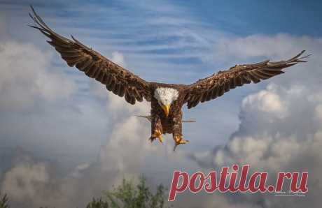 Bald Eagle 2 Weißkopfseeadler