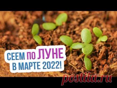 Лунный календарь посадок на март 2022 год. Благоприятные дни для посадки в марте