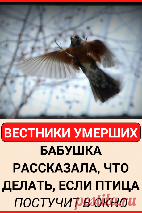 Вестники умерших. Бабушка рассказала, что делать, если птица постучит в окно
#птица #стучит #окно #что #делать #советы