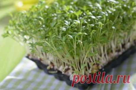 Как выращивать руколу и кресс-салат