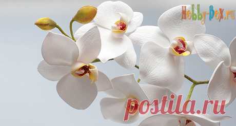 Мастер-класс «Белая орхидея Фаленопсис из фоамирана» - Hobby-Box.ru