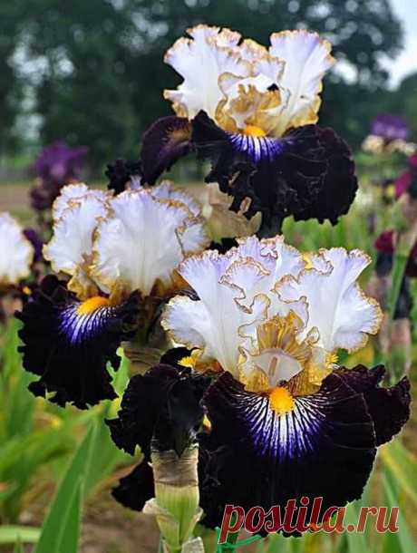 Tall Bearded Iris Society • Всемирный каталог идей