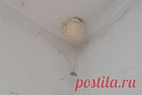 Девушка сфотографировала таинственное «яйцо» и озадачила интернет. Пользовательница Facebook Эми опубликовала фотографию, на которой запечатлела похожий на яйцо объект, появившийся на потолке в шкафу сына ее подруги. Сообщение девушки вызвало бурную реакцию в соцсети. Некоторые пользователи побоялись, что «яйцо» может быть гнездом пауков или других опасных насекомых.