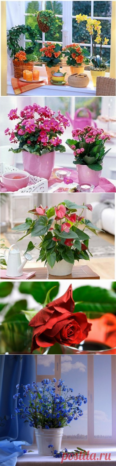Как добиться цветения домашних растений