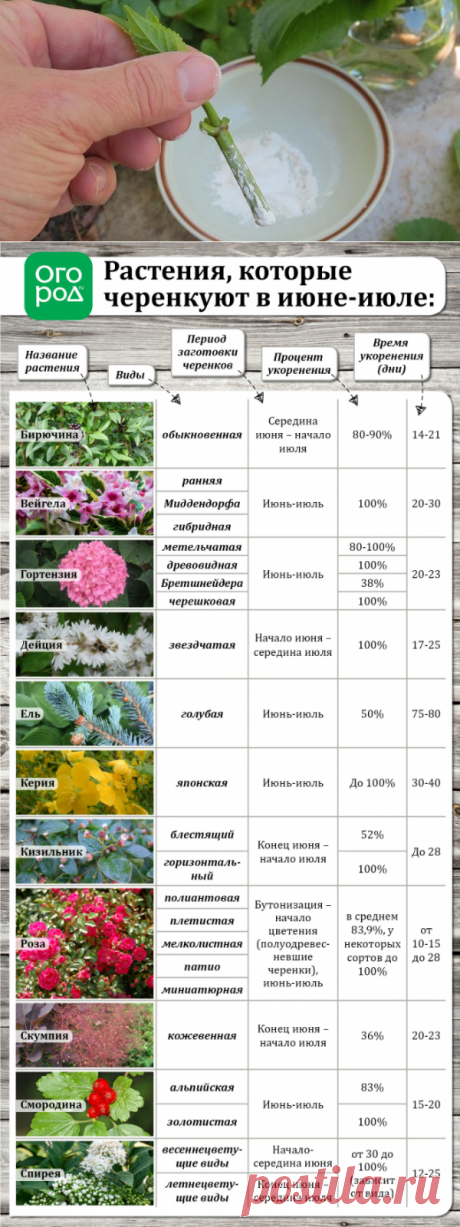 Летнее размножение декоративных растений зелеными черенками | Прочие многолетники (Огород.ru)