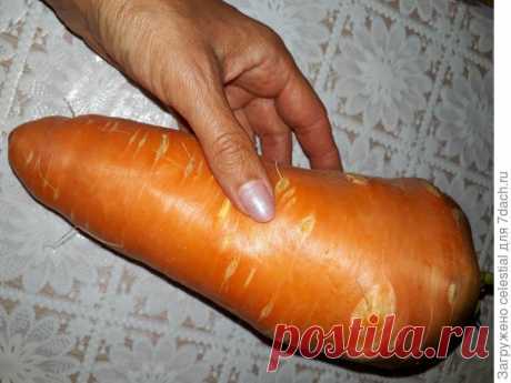 Морковь "Шантане" побила все рекорды прошлых лет