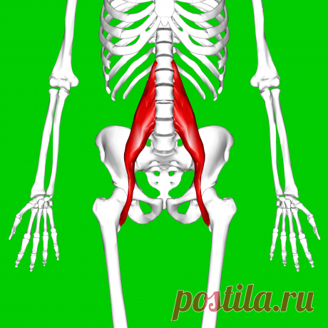 Psoas_major_muscle11.png (4500×4500)