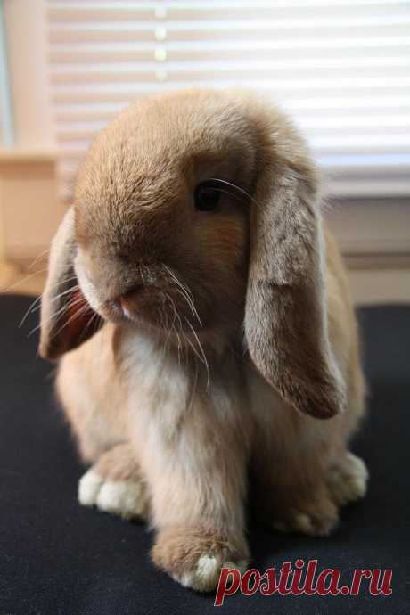 Bunny Puts Her Right Foot In | The Daily Bunny