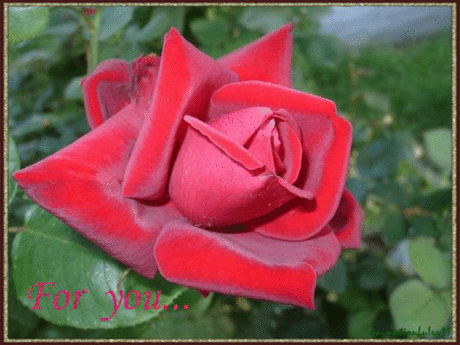 Мерцающая красная роза - Цветы анимация - Анимационные блестящие картинки GIF