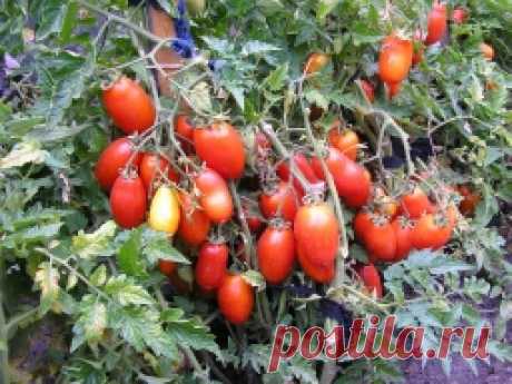 Рекомендации по выращиванию томатов в открытом грунте