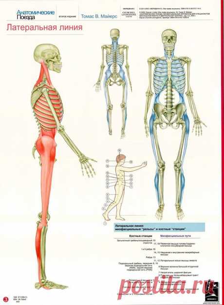 «Анатомические поезда» - система фасции, которая поддерживает, соединяет и активизирует все ткани нашего тела и переводит сокращение мышц в координированное движение. С тех пор, как Ида Рольф работала клиническим физиологом, было проделано большое число исследований, а также разрабатывается значительно более полная и детально описанная схема всей сети фасциальной ткани, чем Д-р Рольф могла сделать в свое время. Томас Майерс, долгое время бывший учеником Иды, книгой «Анатом...