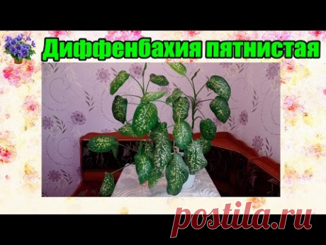 Диффенбахия пятнистая. Уход и размножение