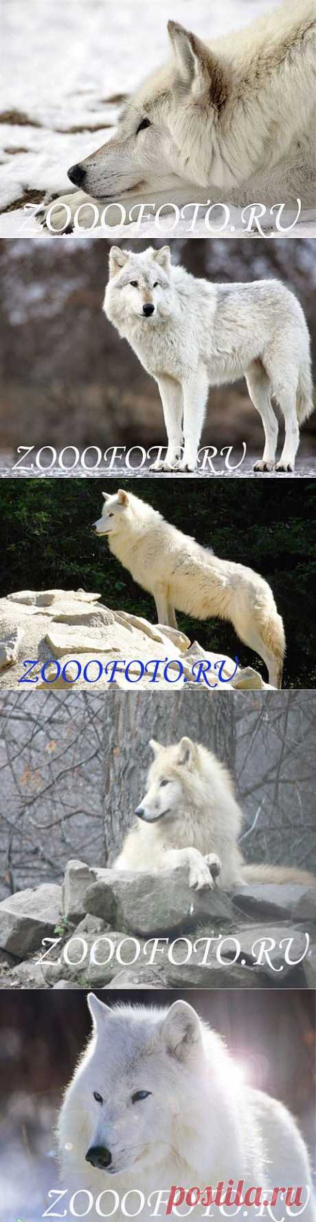 Фото животных - ЗооФото - Белый волк. Фото красивого хищника