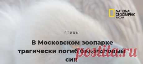 Чтобы попытаться спасти этого сипа, понадобились усилия семи человек: четырех ветврачей и трех зоологов. Чтобы убить – каприза единственного посетителя, который от скуки решил подразнить птицу.