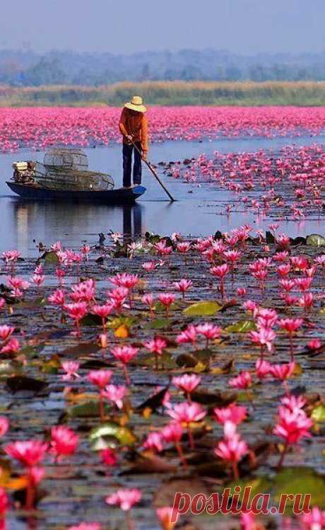 Red Lotus Sea, Located in Udonthani, Thailand - A beautiful site to see in, the Red Lotus Sea is a unique natural attraction that it is home to millions of lotus flowers and only a boat ride away.  |   Pinterest • Всемирный каталог идей