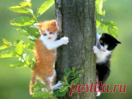 Обои Два котёнка на дереве на рабочий стол, страница