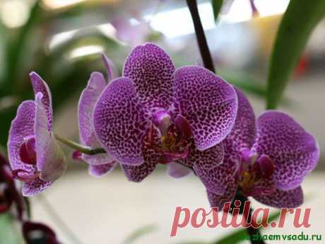 Ошибки в уходе за орхидеями. Их последствия