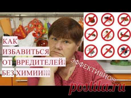 Как ИЗБАВИТЬСЯ ОТ ВРЕДИТЕЛЕЙ БЕЗ ХИМИИ! ЭФФЕКТИВНО!