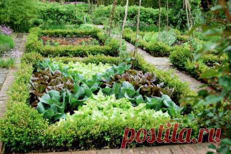 Уплотненные посадки овощных культур