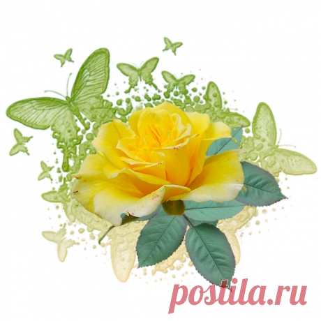 Цветы PNG