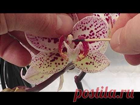 Orchid pollination : How to Hand pollinate Phalaenopsis Orchid flowers in the Greenhouse part 1