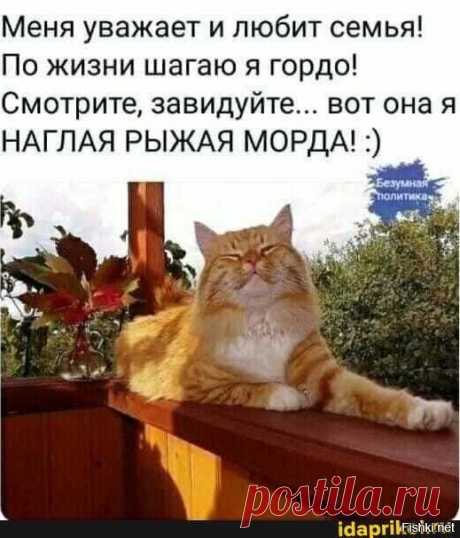 Коты и забавные подписи