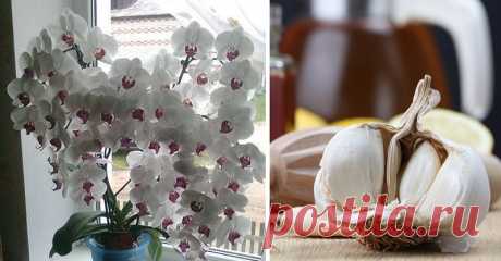 Чеснок в помощь цветоводам: способ стимуляции цветения орхидей . Милая Я