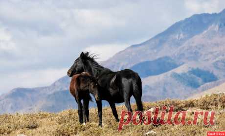 Фото: Киргизские лошадки. Фотограф Андрей Вольхин. Фото животных - Фотосайт Расфокус.ру