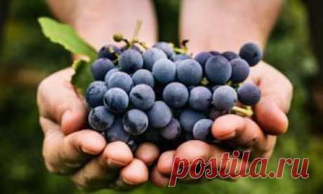 Когда, куда и как сажать виноград: советы от Николая Курдюмова